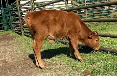 The simplest and most humane way to <b>castrate</b>, and with less risk of infection or extensive bleeding, is to put a "rubber band" (elastrator ring) on the calf when he is a day or so old. . Castrated male cattle